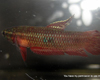 Betta coccina femelle
