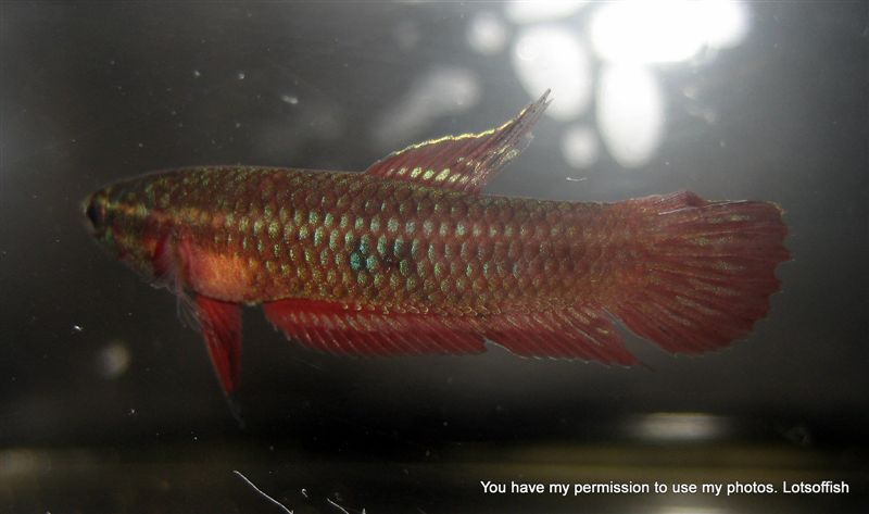 Betta.fr Fiche Betta Coccina