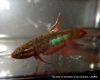 Betta coccina m�le
