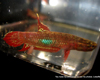 Betta coccina m�le