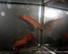 Betta coccina