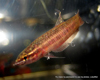 Betta coccina femelle