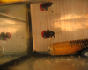 Betta imbellis m�le
