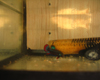 Betta imbellis m�le