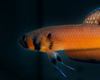 Betta Macrostoma M�le