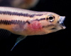 Betta Macrostoma Juv�nile
