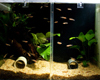 Betta Macrostoma Juv�nile