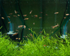 Betta Macrostoma Juv�nile