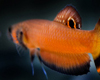 Betta Macrostoma M�le