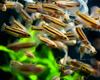 Betta Macrostoma Juv�nile