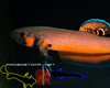 Betta Macrostoma M�le