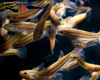 Betta Macrostoma Juv�nile