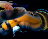 Betta Macrostoma M�le