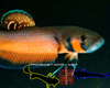 Betta Macrostoma M�le