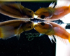 Betta Macrostoma Reproduction