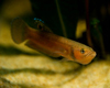 Betta Macrostoma Inccubation