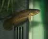 Betta patoti �valdoiz