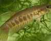 Betta patoti �valdoiz
