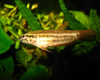 Betta picta m�le �pyd