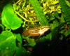 Betta picta �pyd
