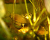 Betta picta reproduction �pyd