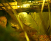 Betta picta m�le incubation �pyd