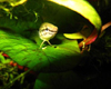 Betta picta �pyd
