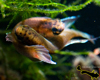 Betta Rubra Reproduction