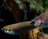 Betta Rubra M�le Femelle Couple