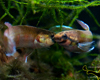 Betta Rubra Reproduction