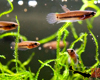 Betta Rubra Juv�nile