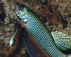 Betta smaragdina m�le