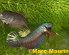 Betta smaragdina couple