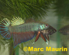 Betta smaragdina couple