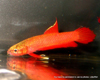 Betta uberis