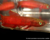 Betta uberis