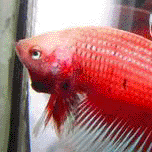 Betta